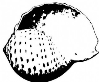 黑白的海螺图片